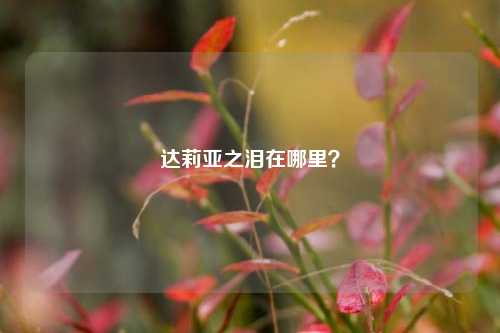 达莉亚之泪在哪里？