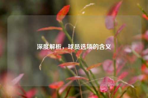 深度解析，球员选项的含义