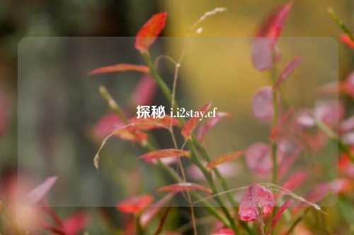 探秘 i.i2stay.cf